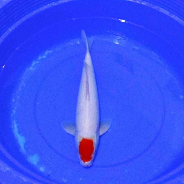 Big tancho kohaku turunan impor
