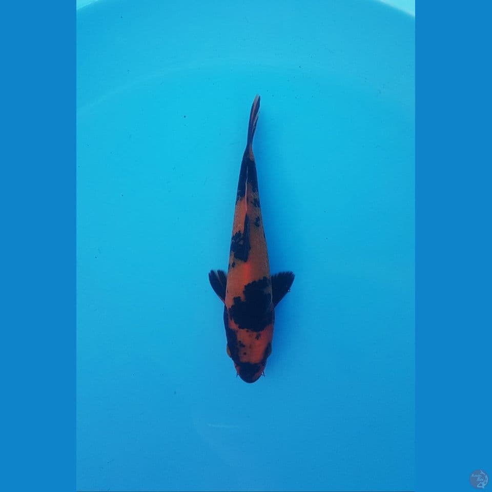 hiutsuri 17cm