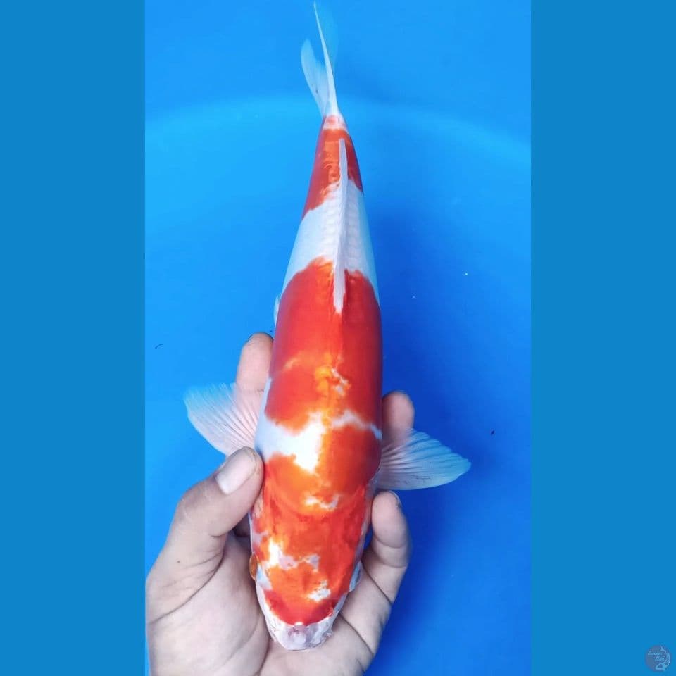 M 35CM KOHAKU HIKARI JANTAN