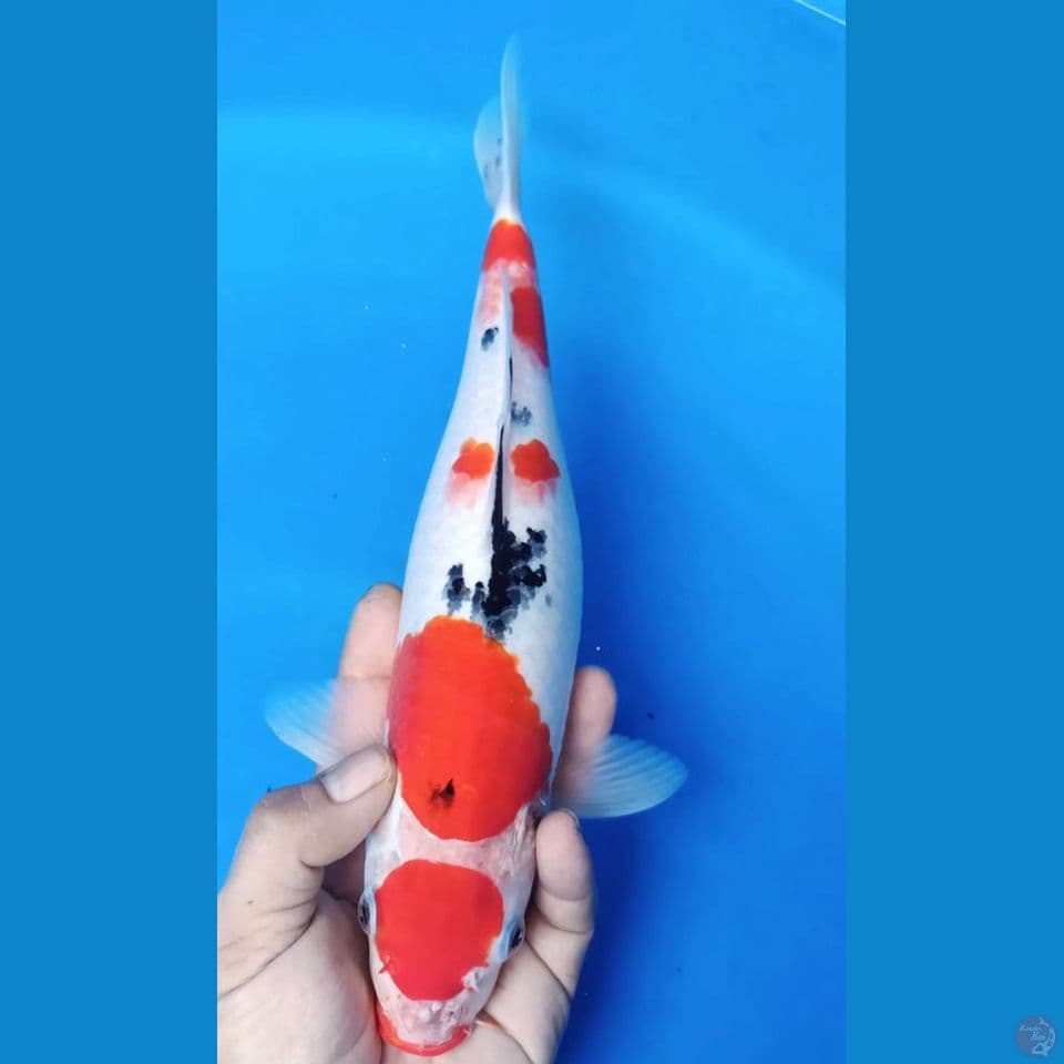 F 33CM MARUTEN SANKE
