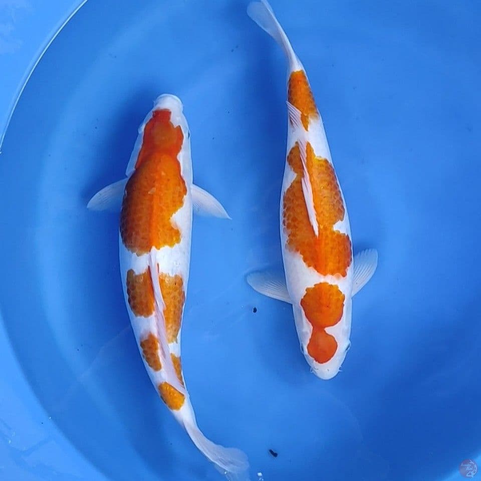 41-43cm