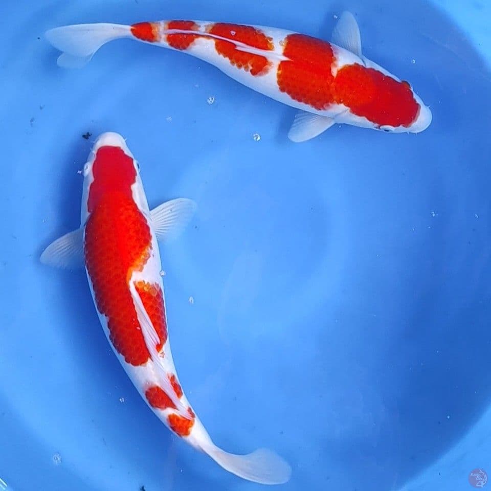 39-43cm