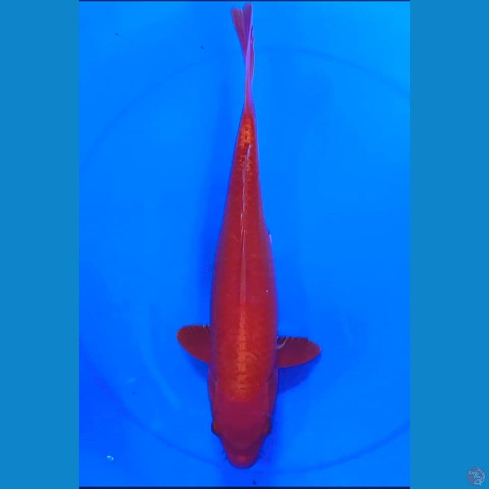 ogon 40 cm