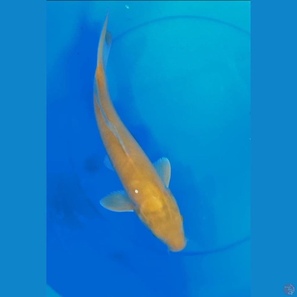 karasi 38 cm M