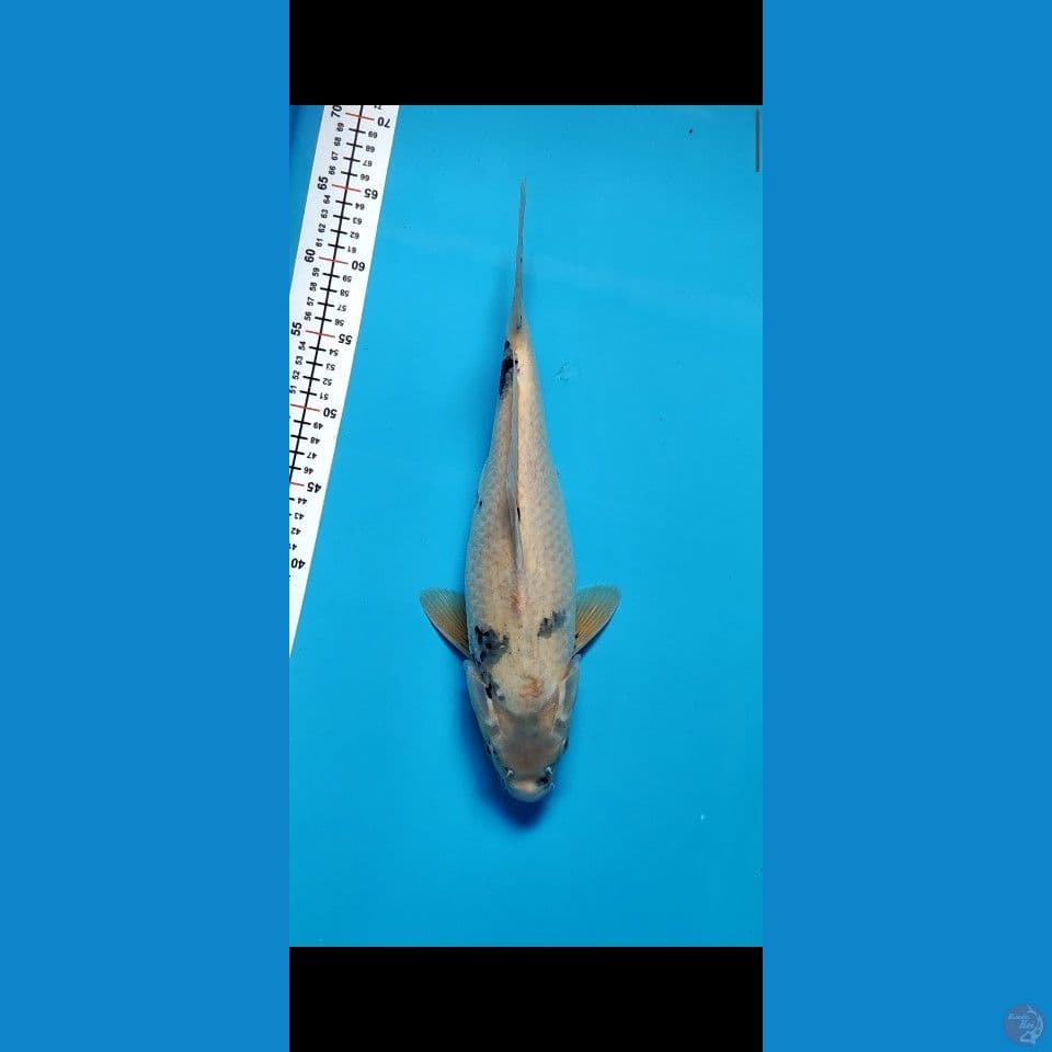 TATEGOI FEMALE 37CM SHIRO F1
