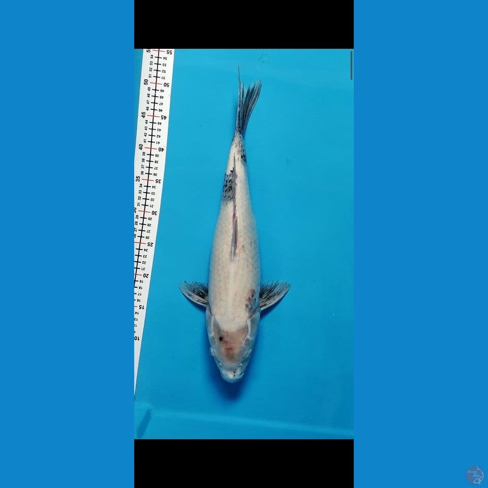 F1 TATEGOI 47CM FEMALE