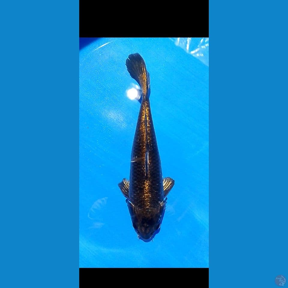 shotbodiy 35 cm