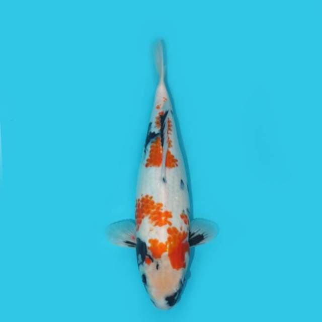 SHOWA 36 CM