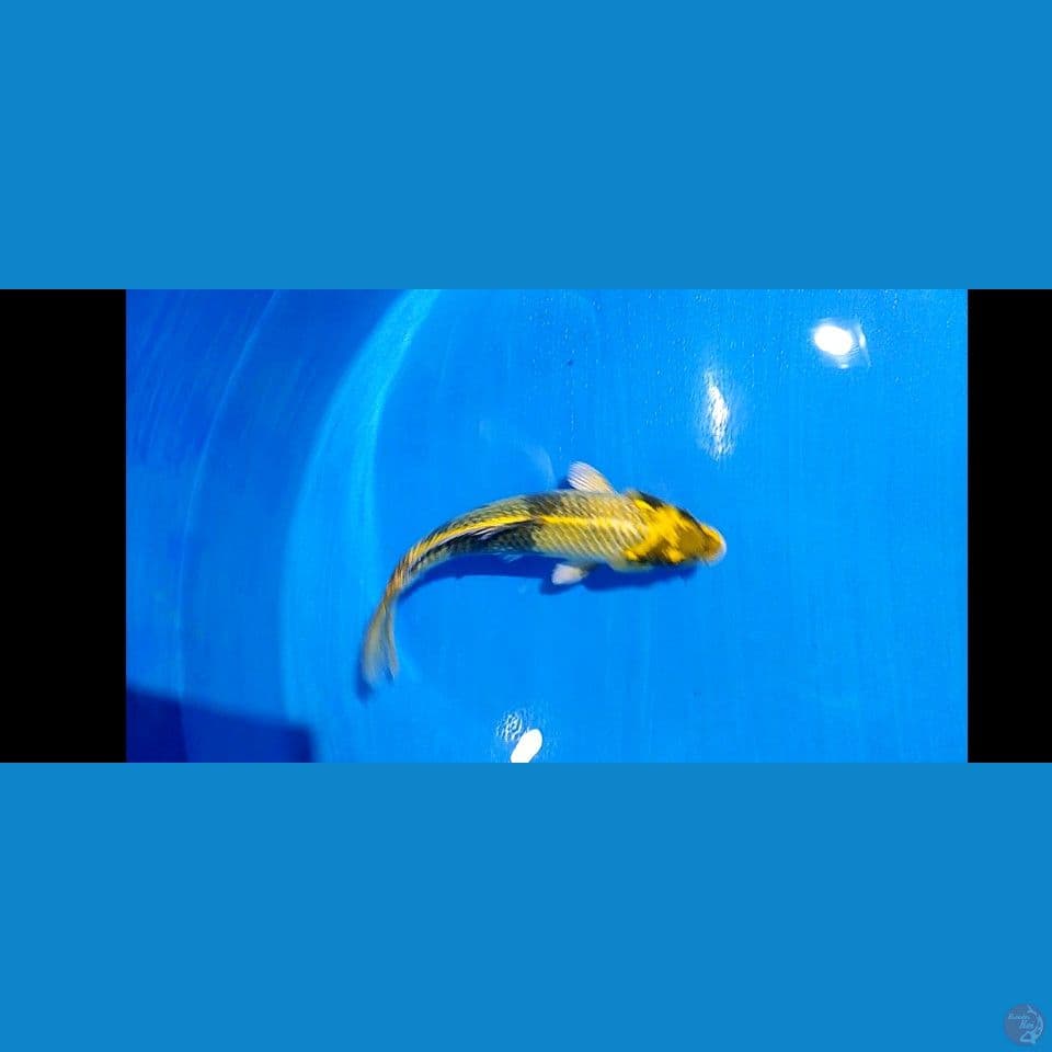 kin kiutsuri 30 cm