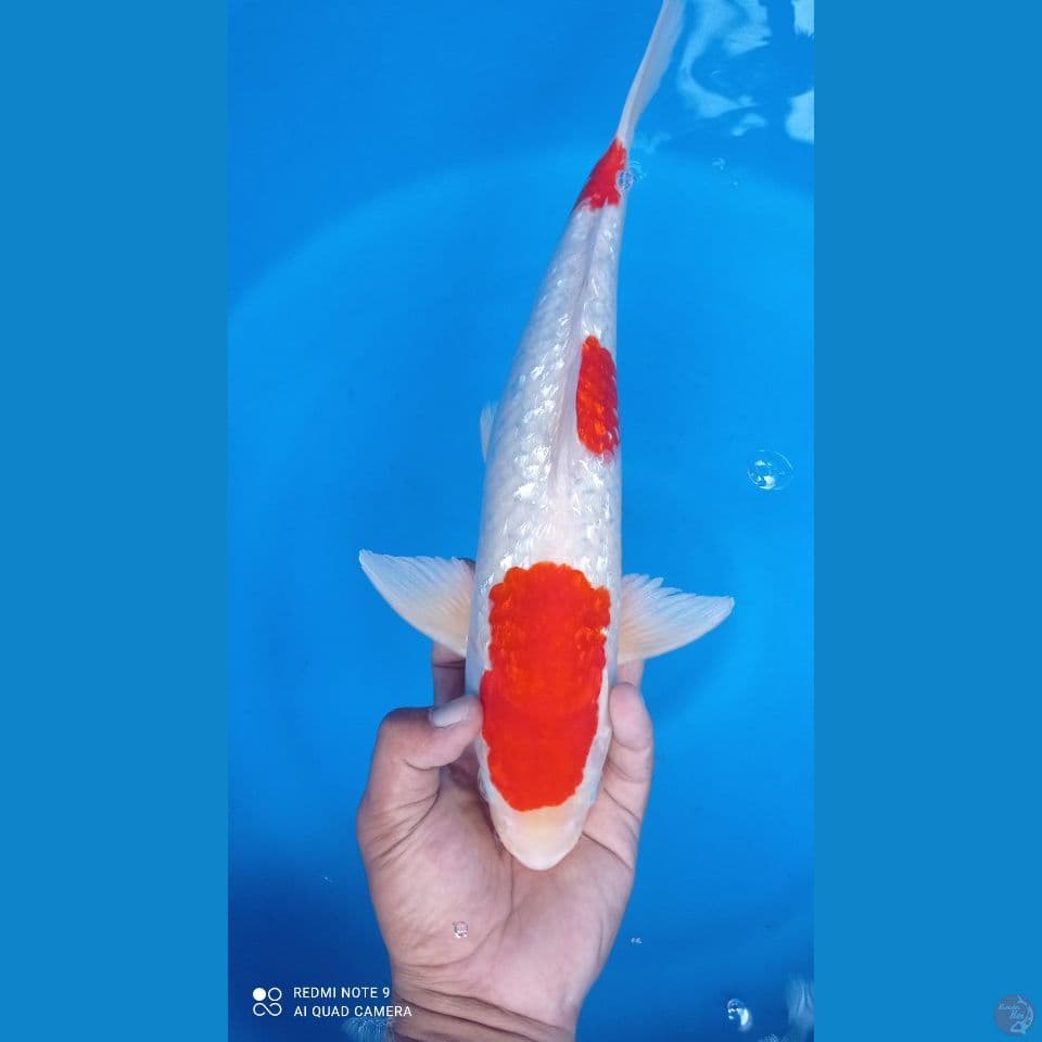 kohaku ginrin 43 cm