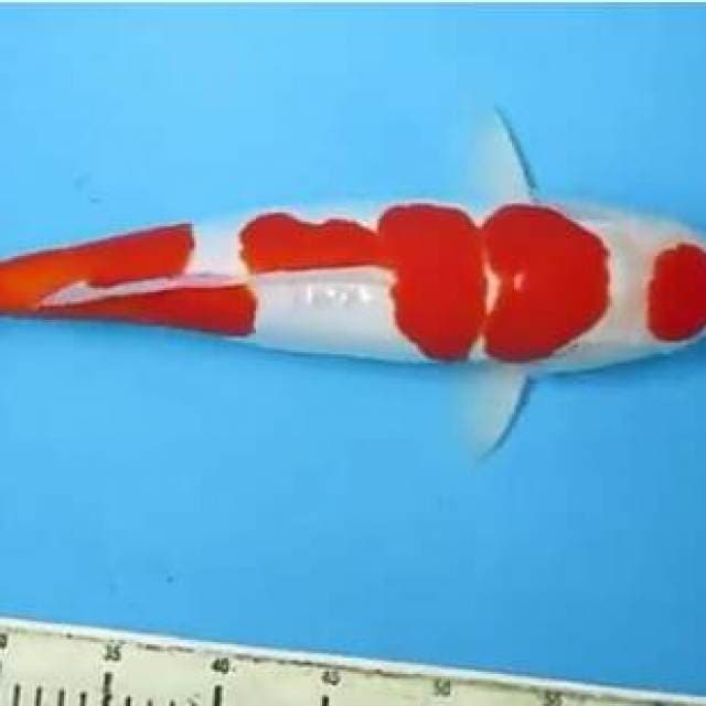 Kohaku doitsu.size.42cm