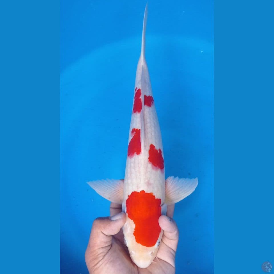 kohaku 40 cm