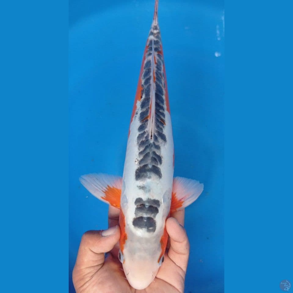 hana susui 39cm