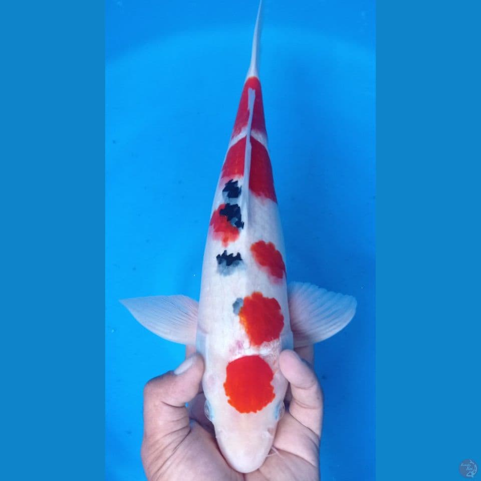 sanke domino 41cm