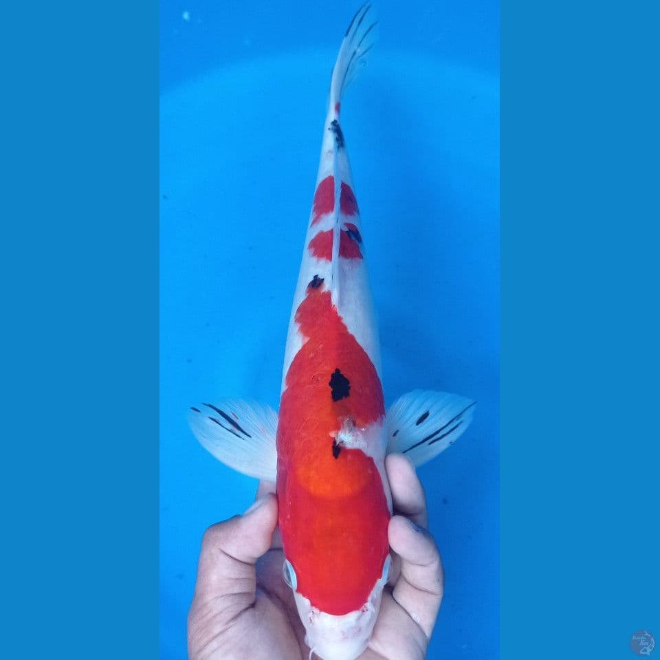 sanke 42cm