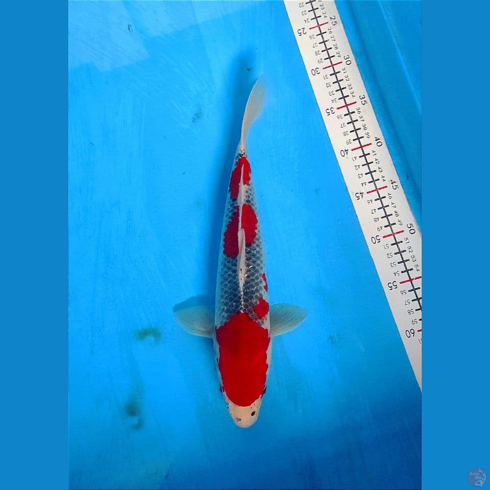 gosiki 36cm