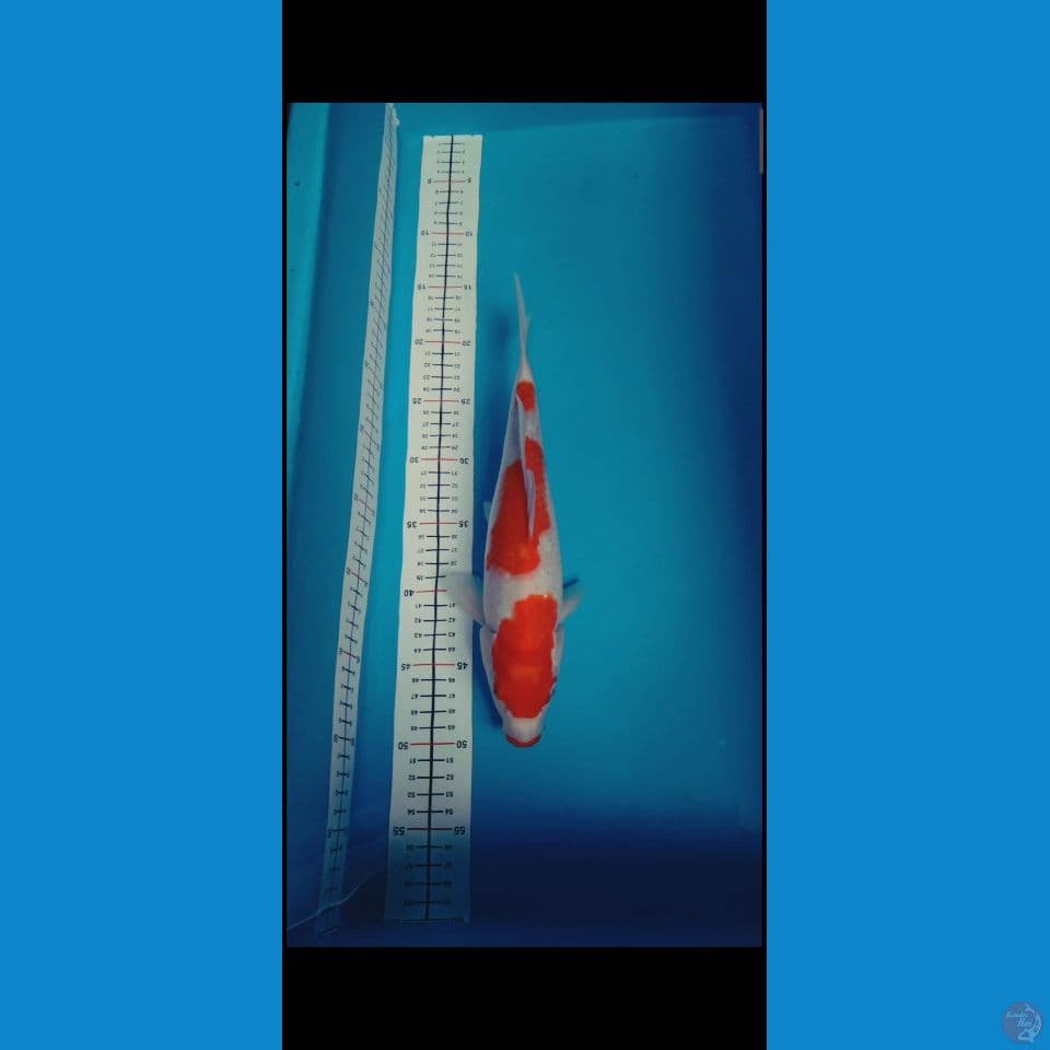 kohaku 3 step ????