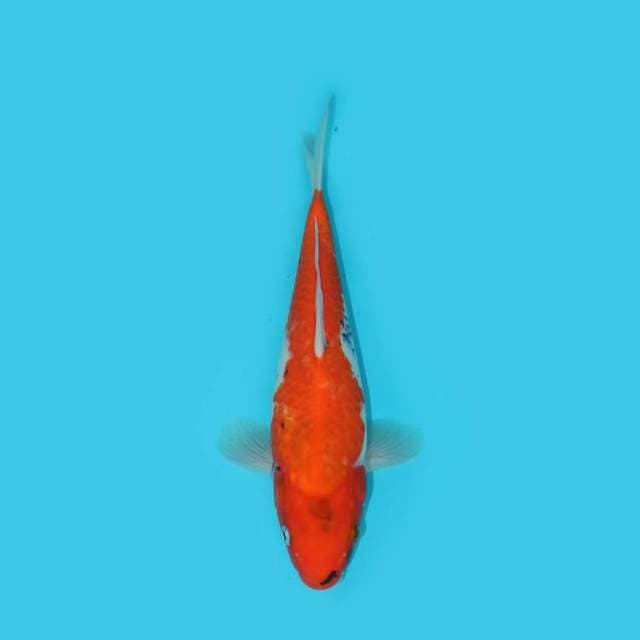SHOWA TATEGOI 28 CM