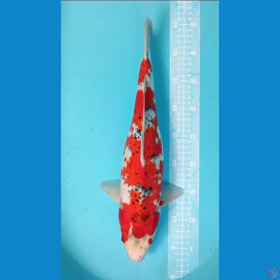 F 43CM GOSHIKI