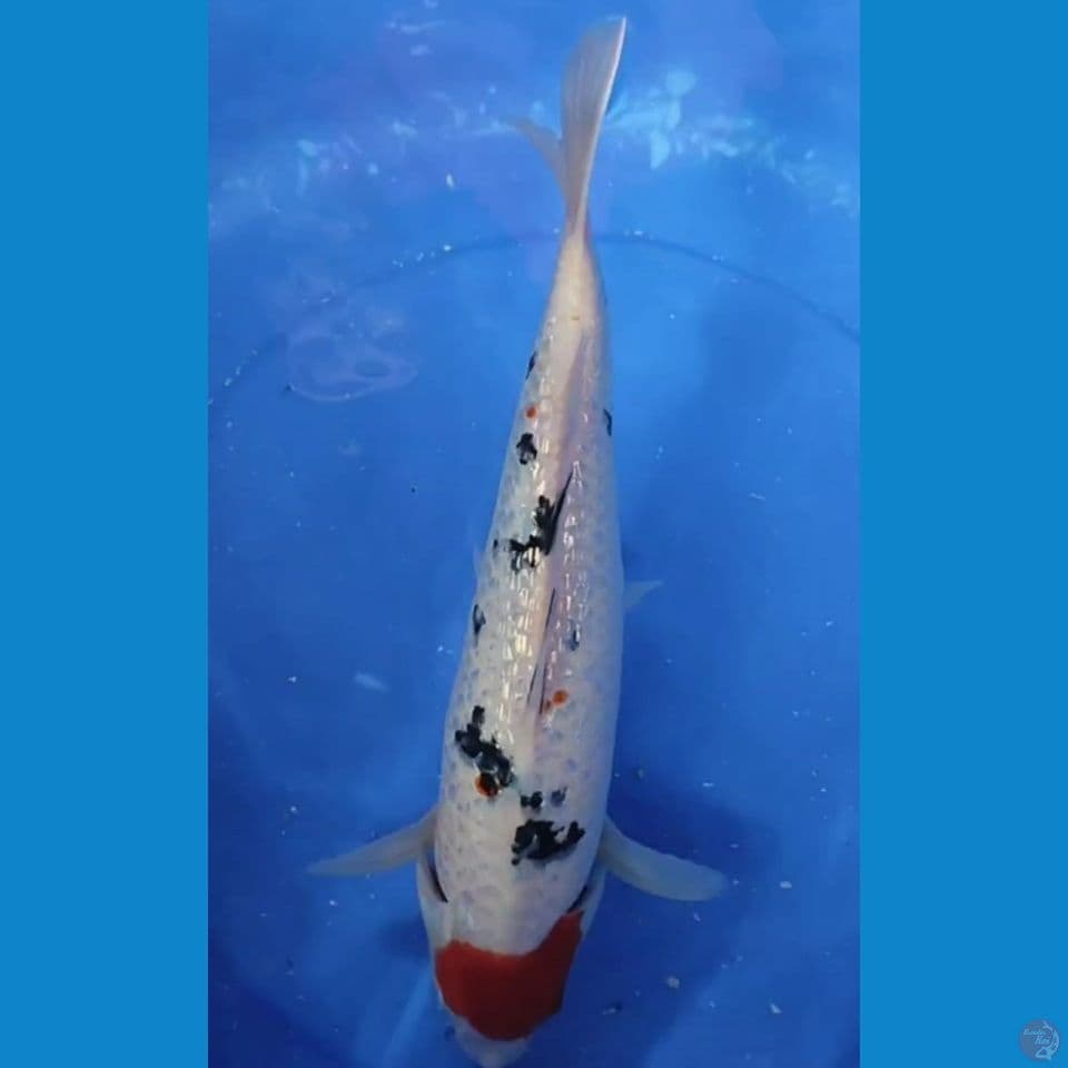 Original Tancho Sanke Gindrin 35 cm Jantan