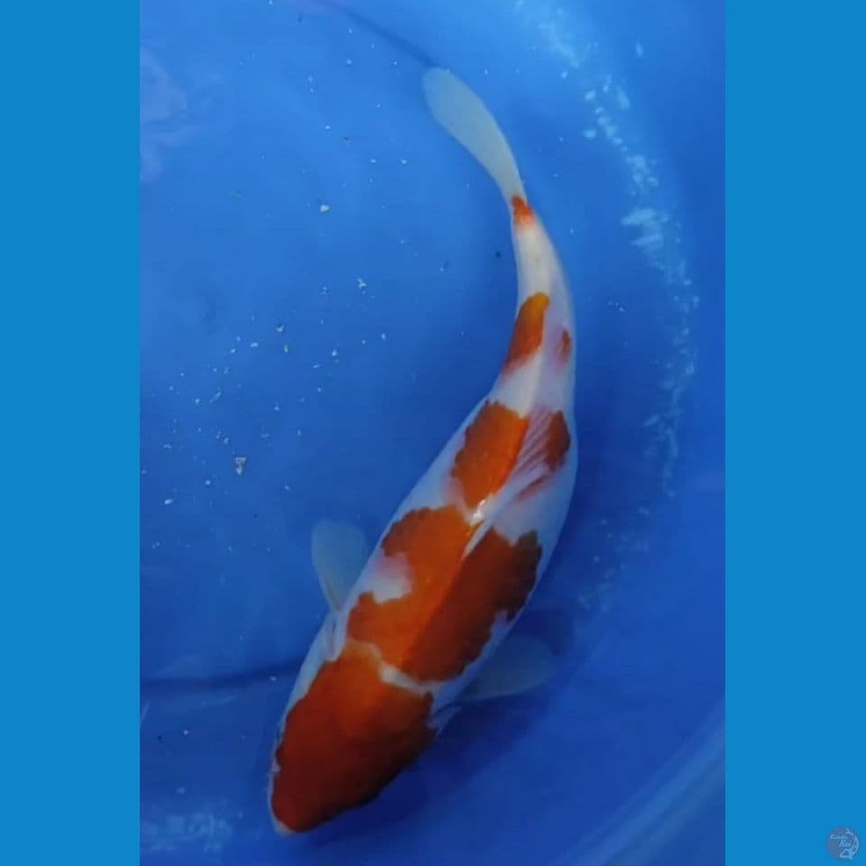 JUMBO ORIGINAL KOHAKU 5 STEP 35 CM FM
