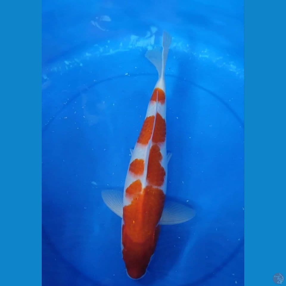JUMBO Original Kohaku 35 cm JANTAN