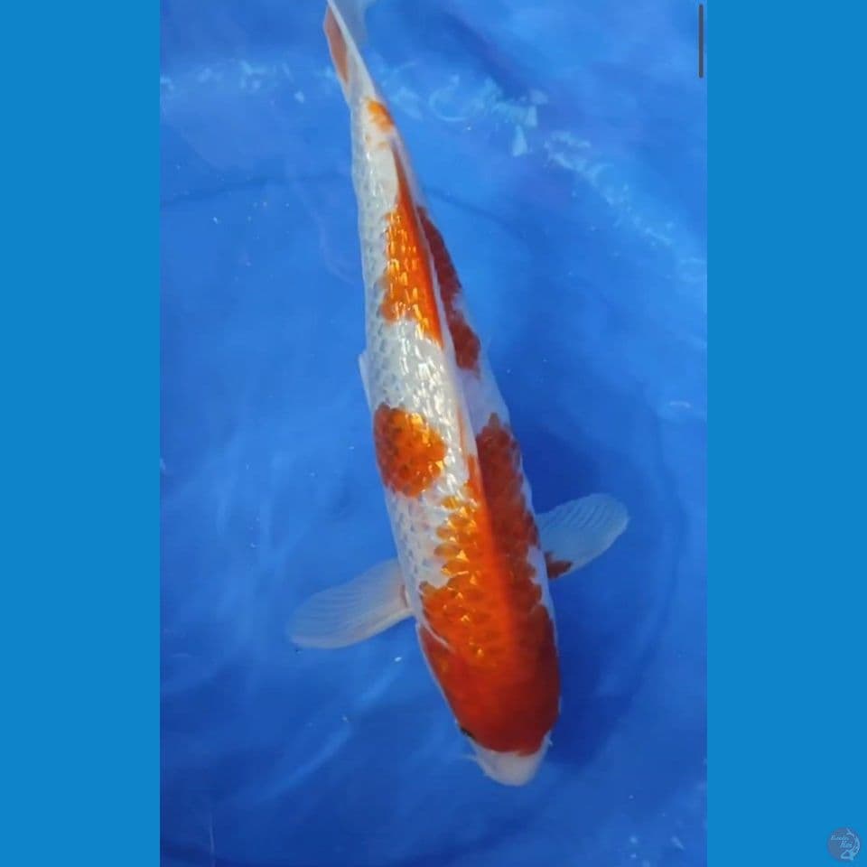 JUMBO ORIGINAL KOHAKU GINDRIN 37 CM JANTAN