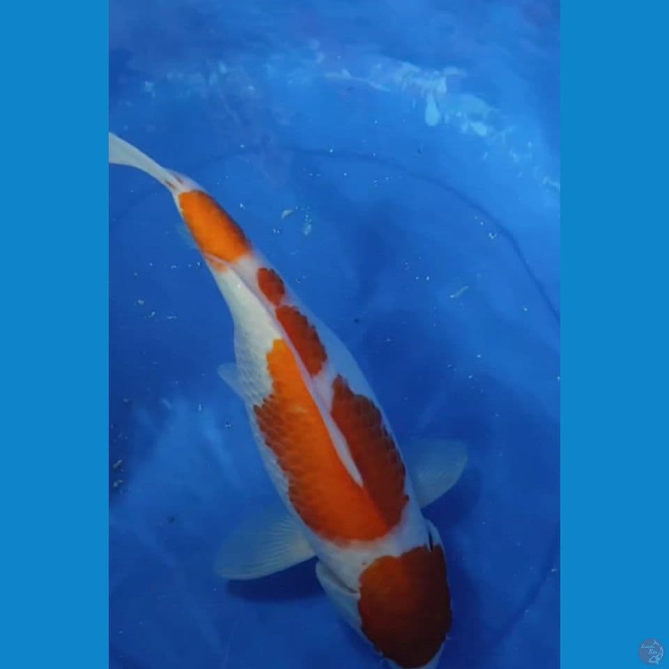 JUMBO ORIGINAL KOHAKU BERPUNUK 37.5 CM FM