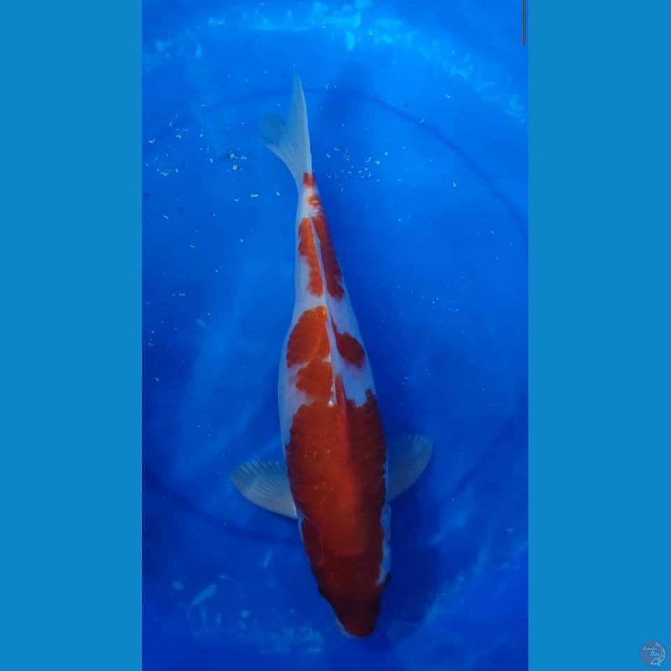 JUMBO ORIGINAL KOHAKU BAKAT LEBIH JUMBO 37.5 CM JANTAN