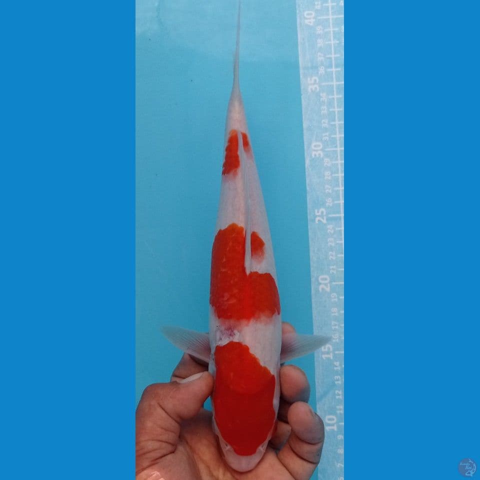 kohaku 28cm