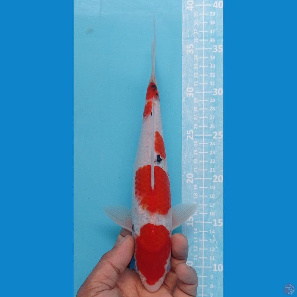 sanke 27cm