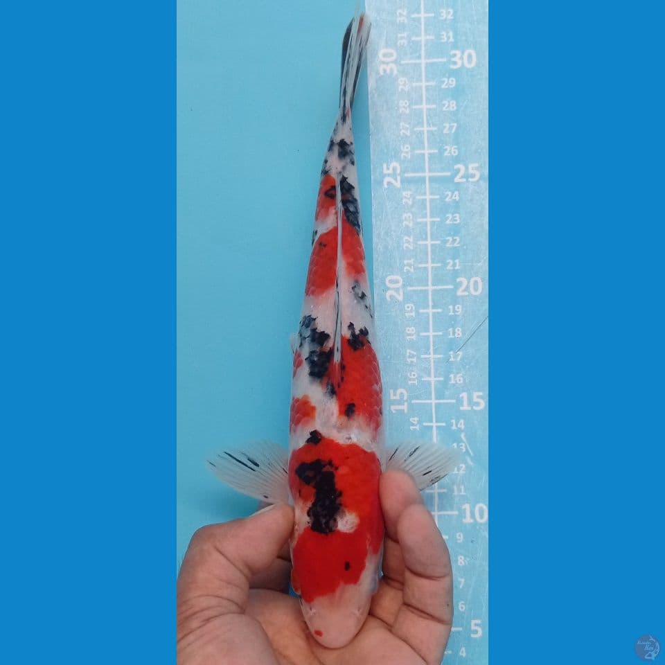 sanke 27cm