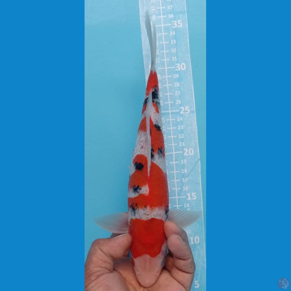 sanke 27cm