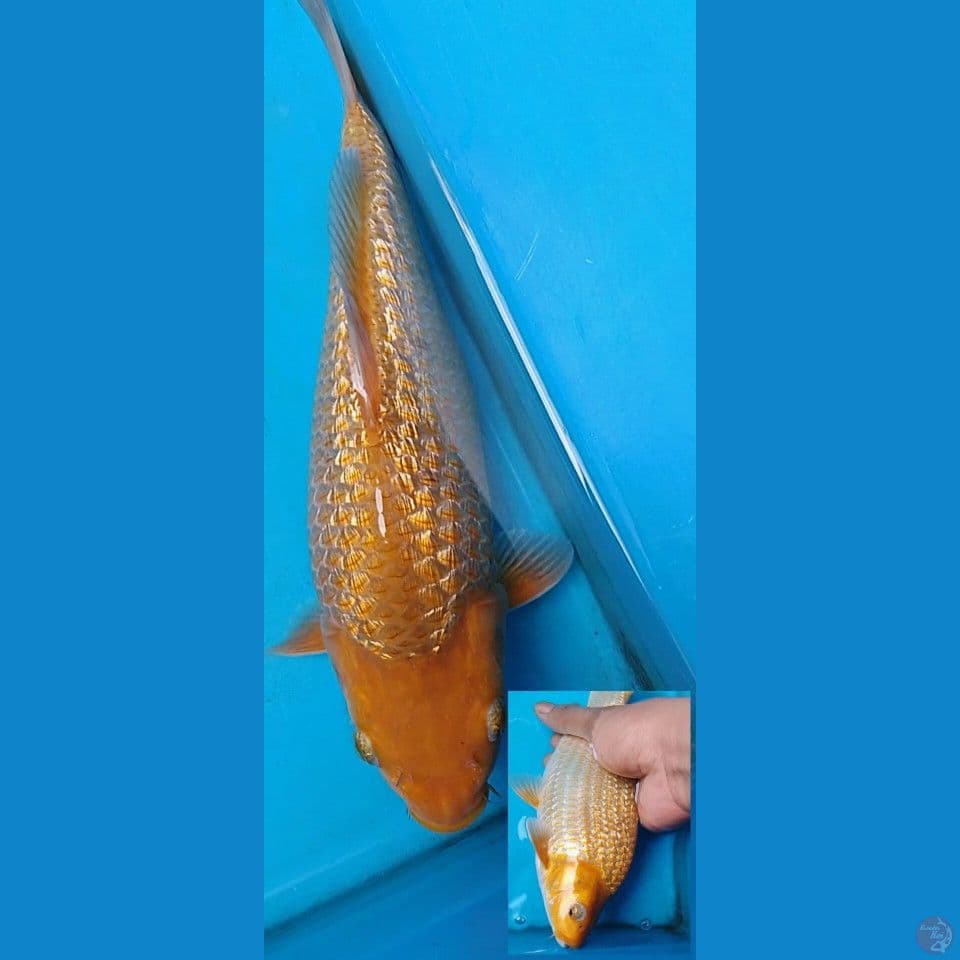 karamel ginrin bulky
