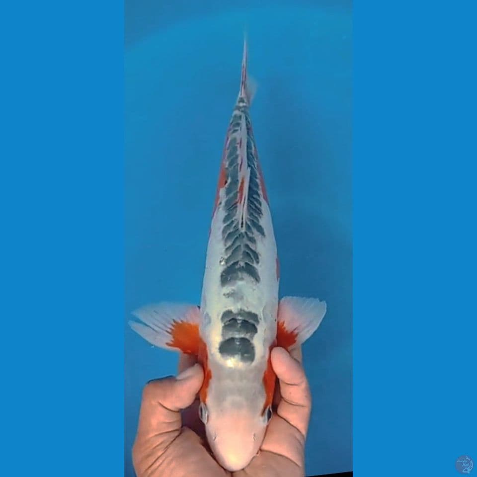 susui 39cm