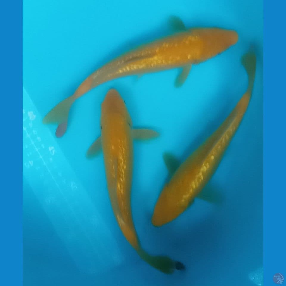 mata merah 25,27cm