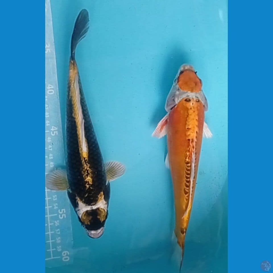 mix antix 25,27cm