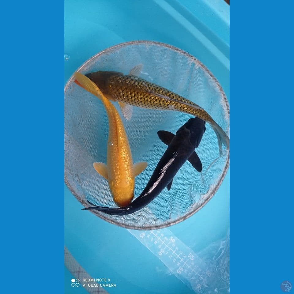 polos 27,30cm