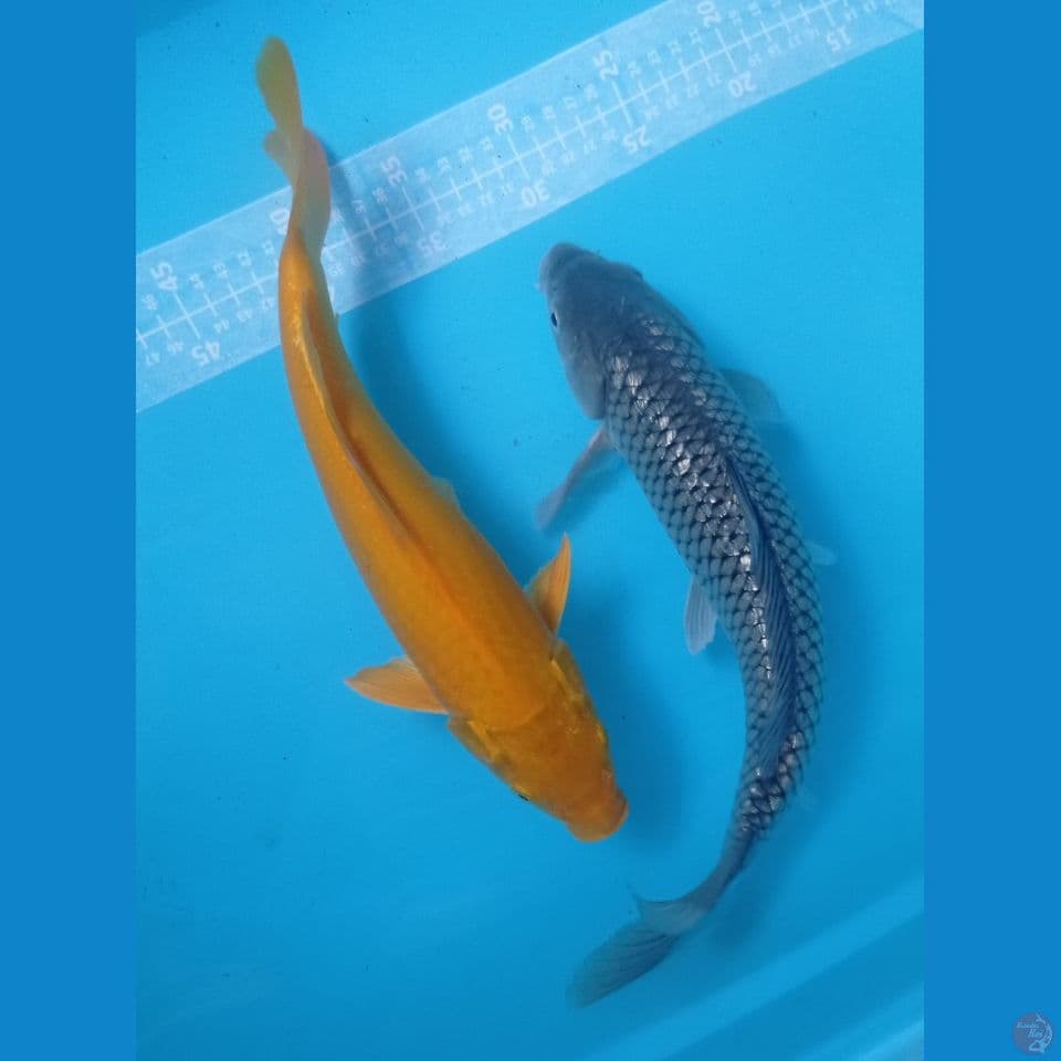 PAKET 33,35CM