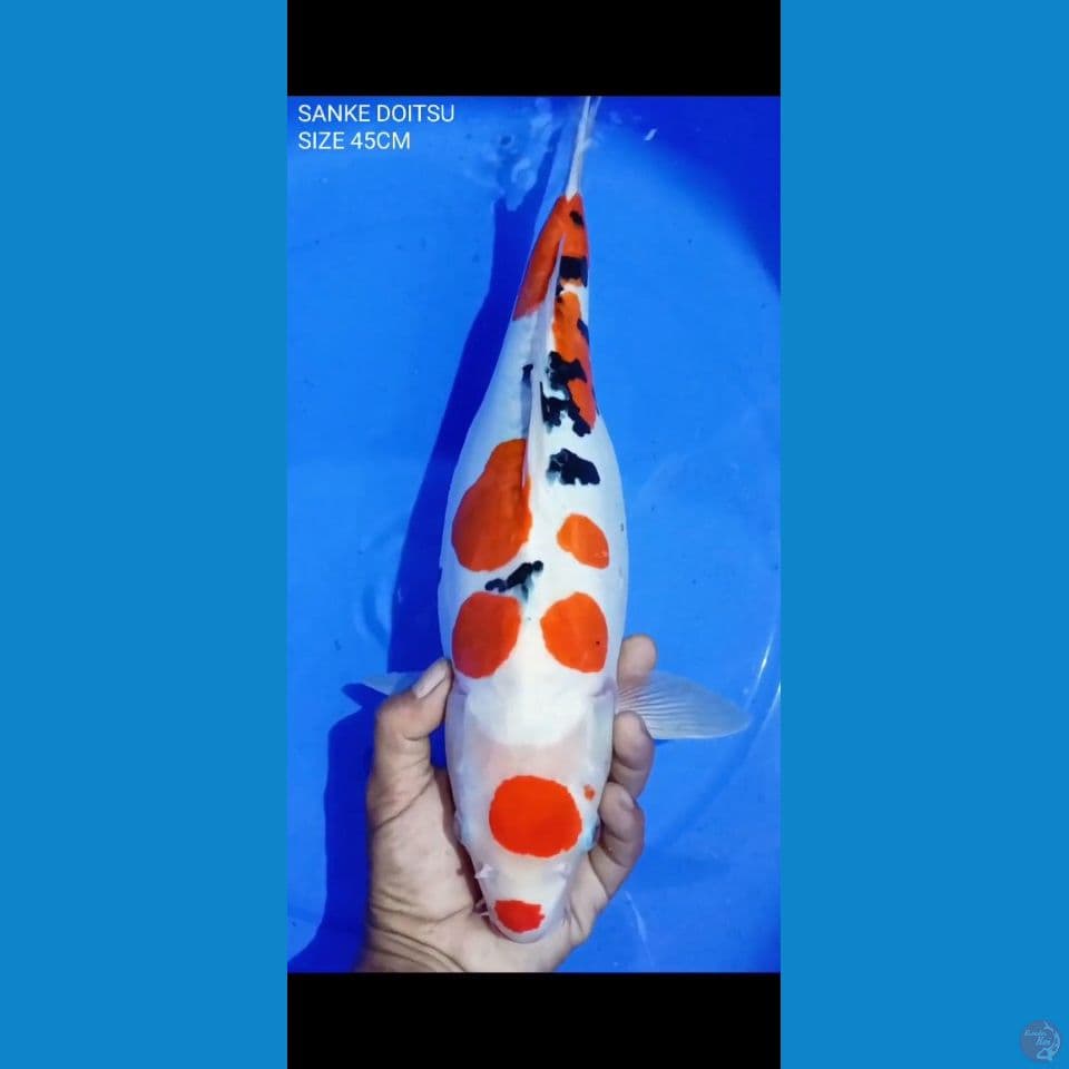 babonan sanke doit 45cm