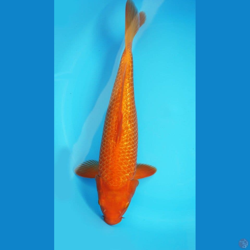 Red Karasi 41 MataMera