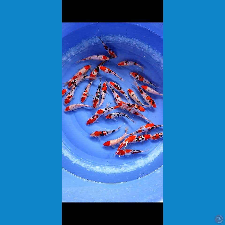 sanke mayoritas doitsu grade A 15 18 cm 30 pcs