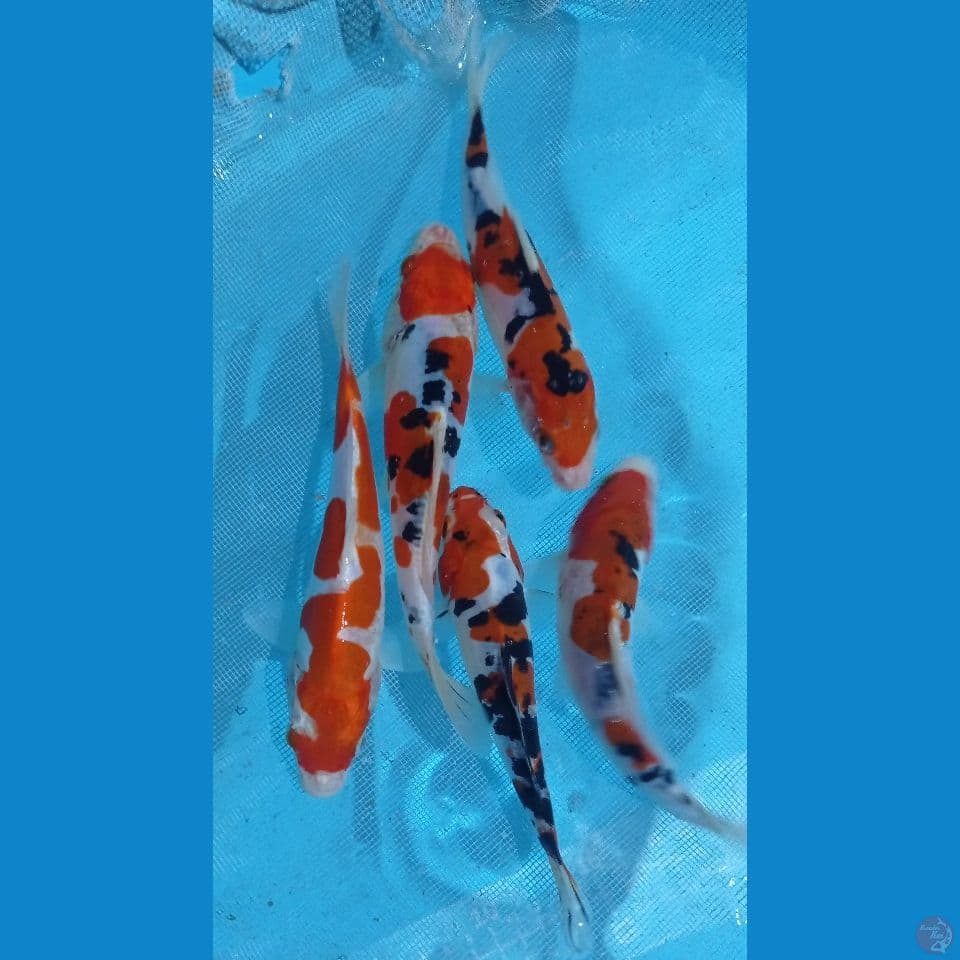hesey nisiki 17,20cm