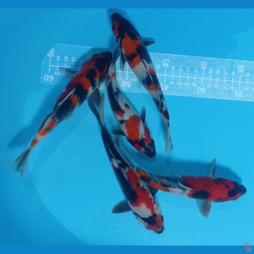 showa 20'23cm