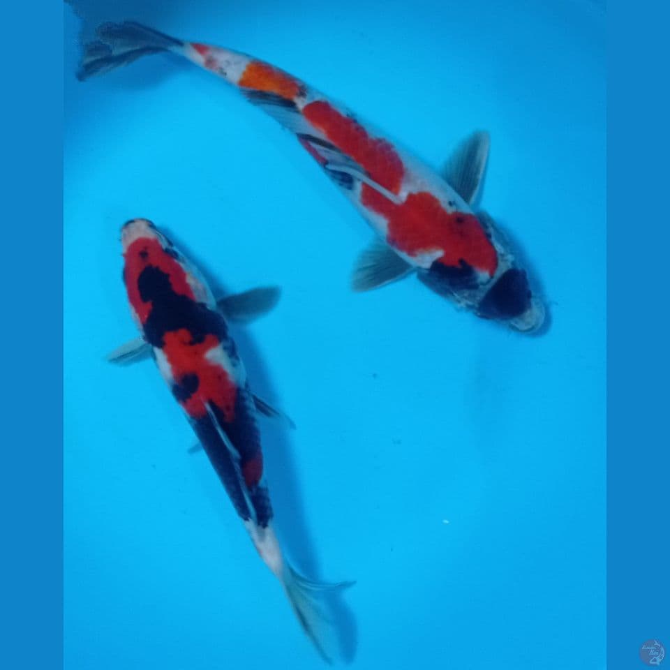 SHOWA 22'25CM