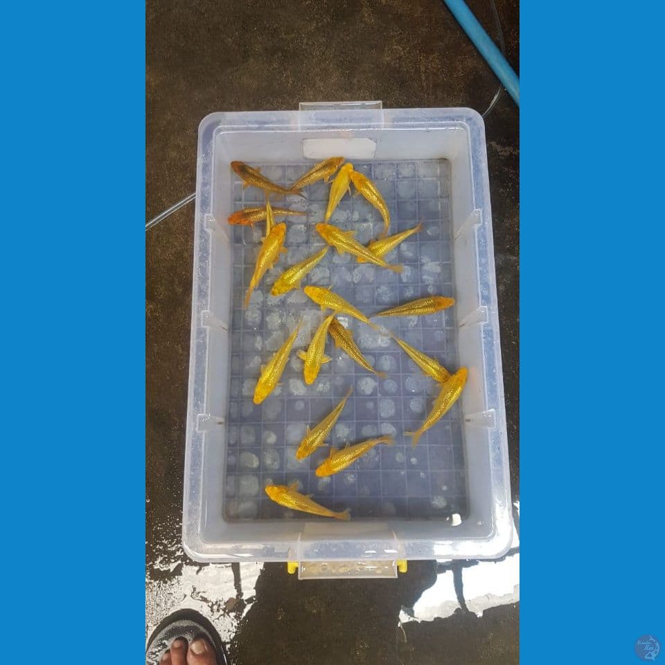 Paket 20 ekor 12-15cm mix polosan fuull ginrin calon show