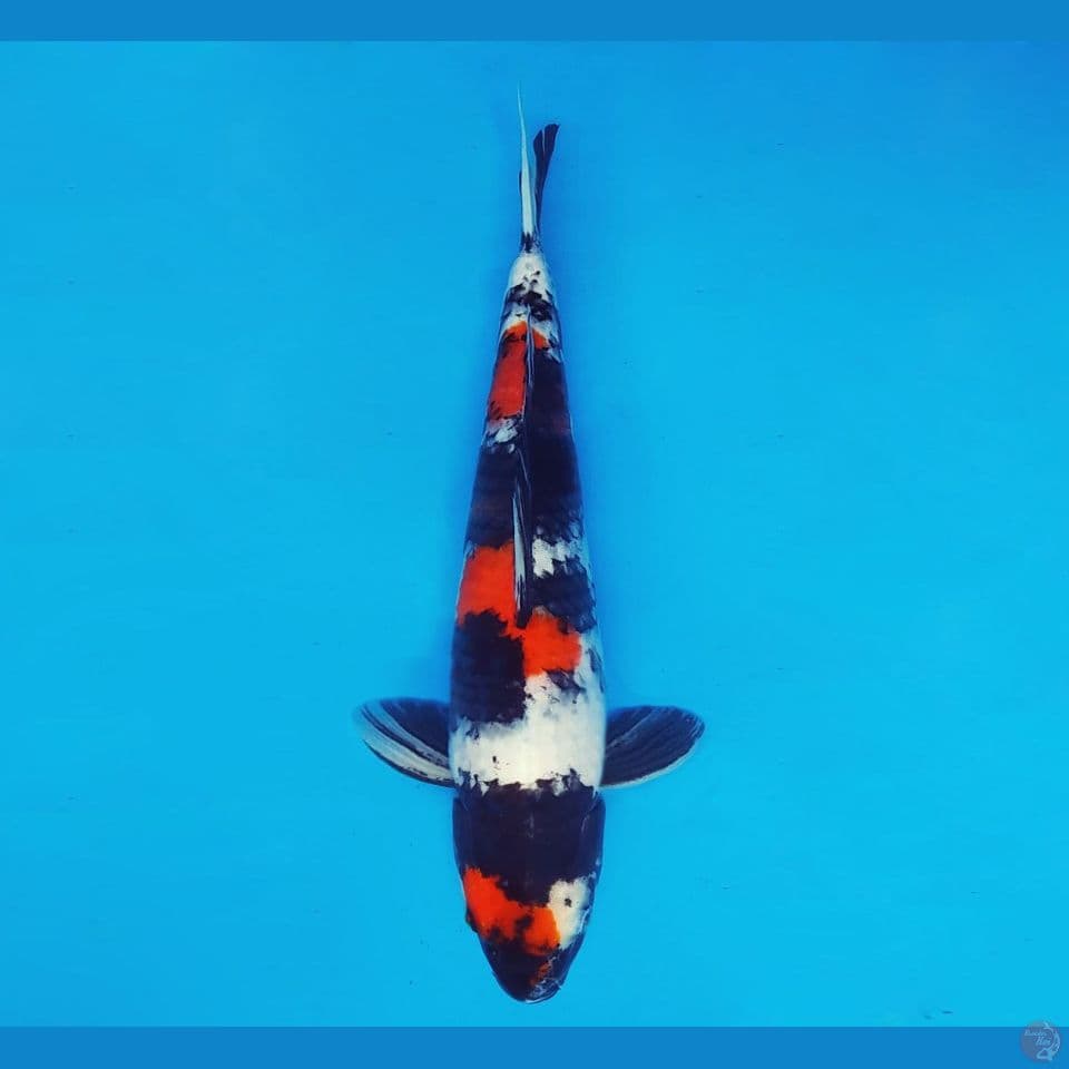YORI 8 - Showa Sansoku 35 cm/fm ®