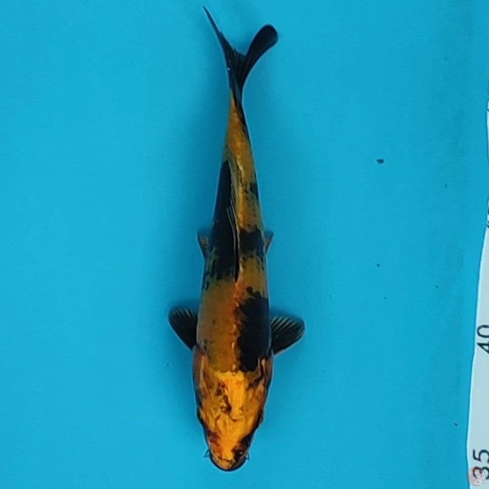 kinki utsuri 19cm