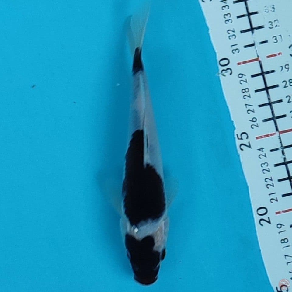 budogoromo 17cm