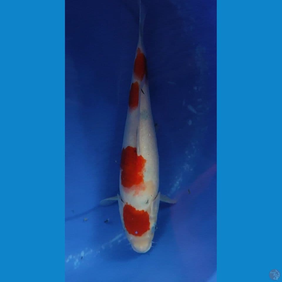 Maruten Sanke 32.5 cm Jantan
